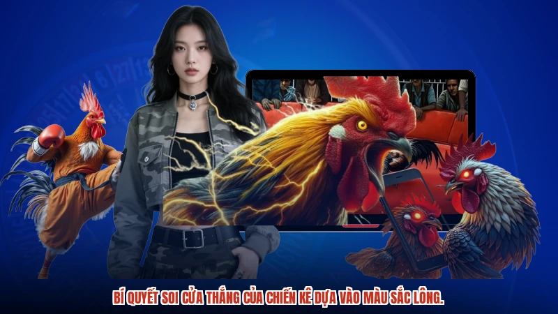 Bí quyết soi cửa thắng của chiến kê dựa vào màu sắc lông.
