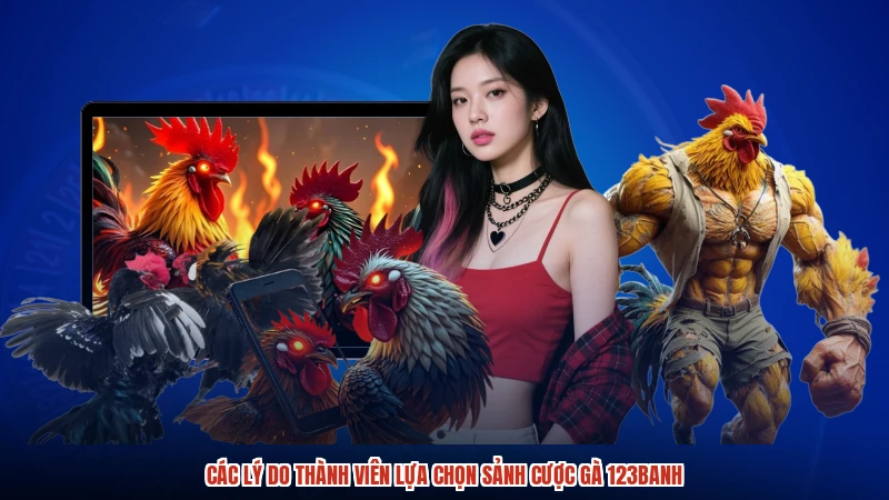 Các lý do thành viên lựa chọn sảnh cược gà 123Banh