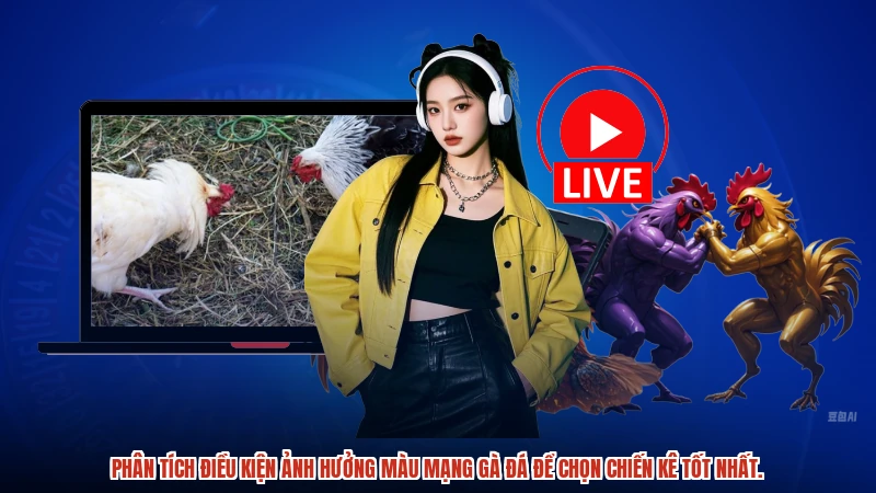 Phân tích điều kiện ảnh hưởng màu mạng gà đá để chọn chiến kê tốt nhất.